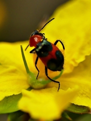 Dicranolaius cinctus