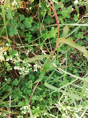 Persicaria orientalis