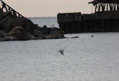 Chroicocephalus ridibundus