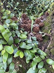 Pyrrosia eleagnifolia