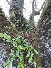 Pyrrosia eleagnifolia