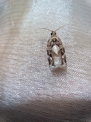 Argyrotaenia montezumae