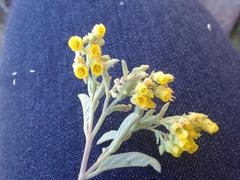 Hermannia holosericea