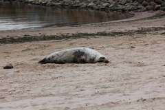 Halichoerus grypus grypus