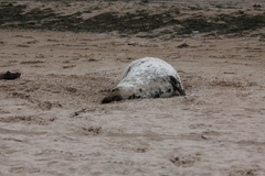 Halichoerus grypus grypus