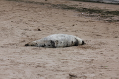 Halichoerus grypus grypus