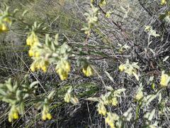 Hermannia holosericea