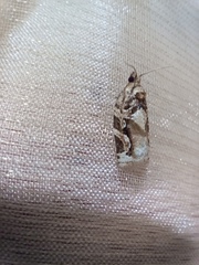 Argyrotaenia montezumae