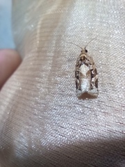 Argyrotaenia montezumae