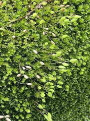 Leptostomum macrocarpum