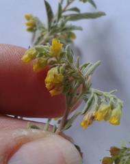 Hermannia holosericea