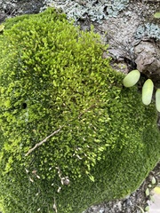 Leptostomum macrocarpum