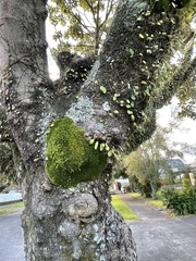 Leptostomum macrocarpum