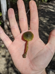 Cortinarius lachanus
