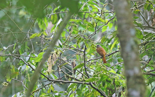 Citron-bellied Attila (Attila citriniventris), photo 4