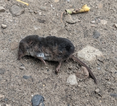 Sorex arcticus