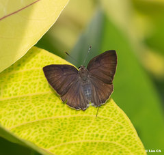 Rapala manea chozeba