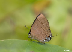 Rapala manea chozeba