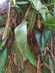 Aspidistra attenuata