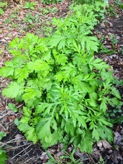 Artemisia vulgaris