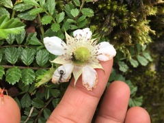 Rubus taiwanicola