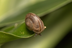 Sheldoniinae