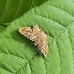 Caprona ransonnettii