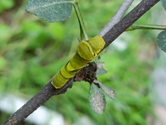 Papilio xuthus