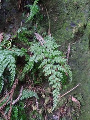 Asplenium tenuifolium