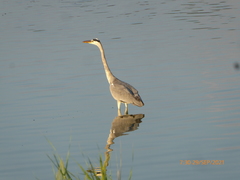 Ardea cinerea