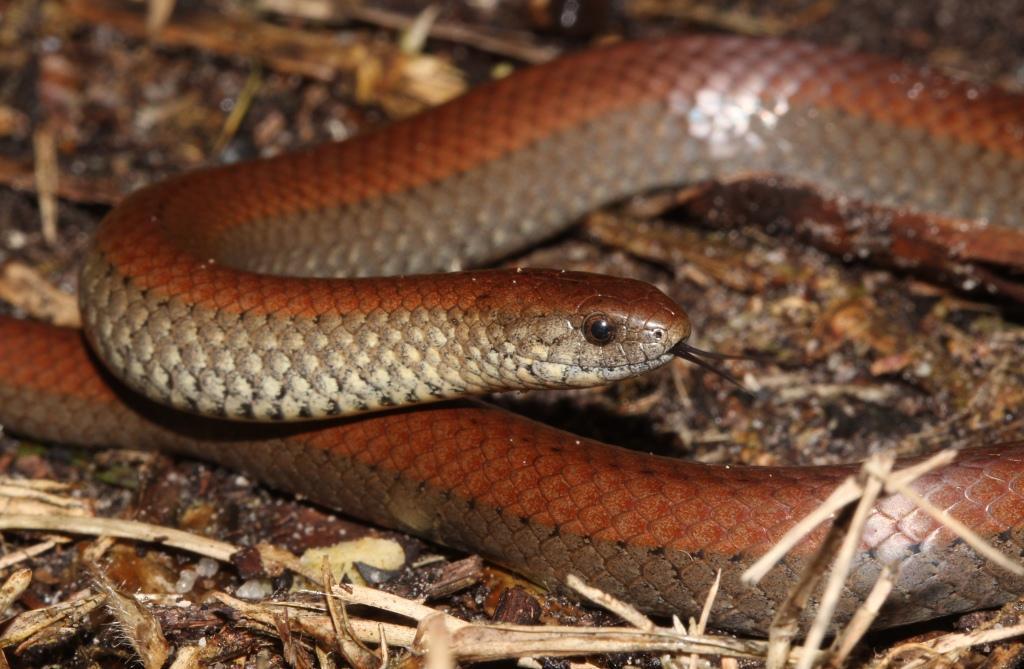 Common Slug-eater (Fishes, Frogs and Reptiles of the Mfolozi River ...