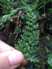 Asplenium tenuifolium