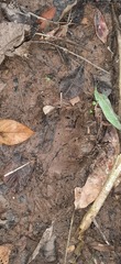 Tapirus terrestris