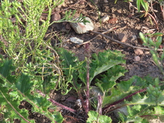 Berkheya carduoides