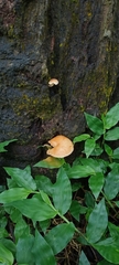 Fungi