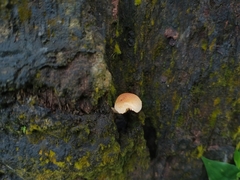 Fungi