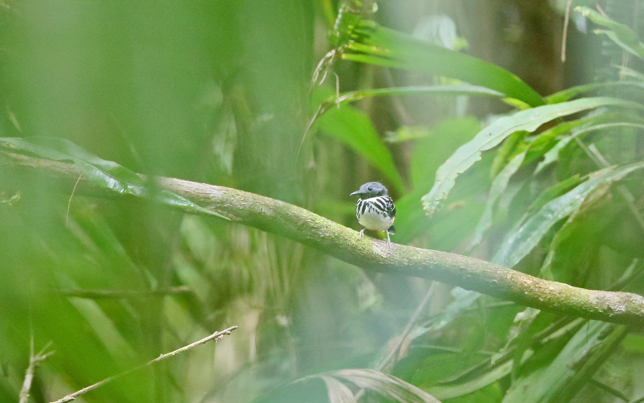 Dot-backed Antbird (Hylophylax punctulatus)