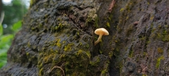 Fungi