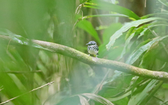 Hylophylax punctulatus