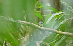 Hylophylax punctulatus