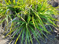 Pandanus multispicatus