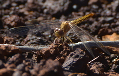 Diplacodes haematodes