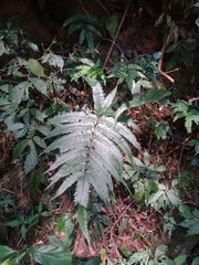 Pteris aspericaulis