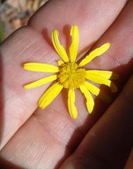 Euryops ericoides