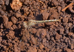 Diplacodes haematodes