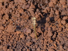 Diplacodes haematodes