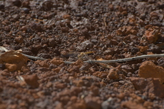 Diplacodes haematodes