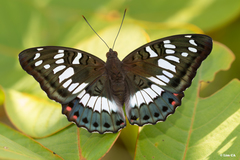 Euthalia adonia pinwilli