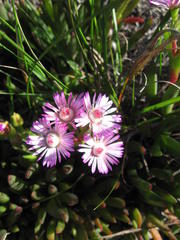 Ruschia sarmentosa