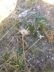 Pulsatilla tenuiloba